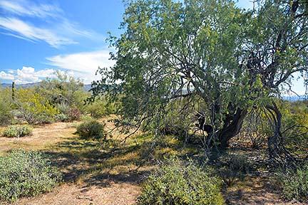 Ironswood Tree, McDowell Mountain Regional Park, March 20, 2015